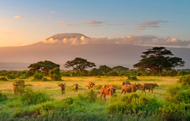 Visa Uganda – Dịch vụ xin visa Uganda nhanh, uy tín